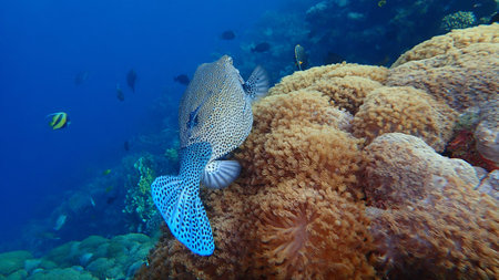 Yellow boxfish (Ostracion cubicus) undersea, Red Sea, Egypt, Sharm El Sheikh, Nabq Bay. Probably a...