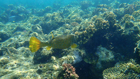 Yellow boxfish (Ostracion cubicus) undersea, Red Sea, Egypt, Sharm El Sheikh, Nabq Bay. Probably a...