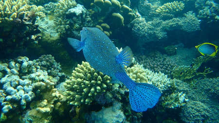 Yellow boxfish (Ostracion cubicus) undersea, Red Sea, Egypt, Sharm El Sheikh, Nabq Bay. Probably a typo was made on the FishBase: cubicum.の写真素材