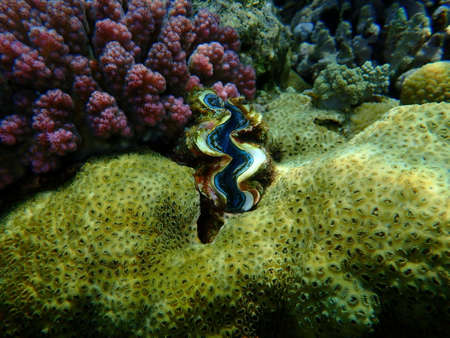 Bivalve mollusc maxima clam or small giant clam (Tridacna maxima) undersea, Red Sea, Egypt, Sharm El Sheikh, Nabq Bayの写真素材