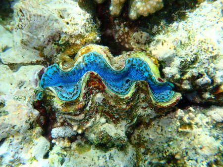 Bivalve mollusc maxima clam or small giant clam (Tridacna maxima) undersea, Red Sea, Egypt, Sharm El Sheikh, Nabq Bayの写真素材