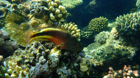 Blackside hawkfish (Paracirrhites forsteri) undersea, Red Sea, Egypt, Sharm El Sheikh, Nabq Bay