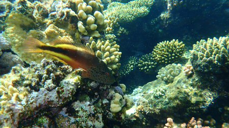 Blackside hawkfish (Paracirrhites forsteri) undersea, Red Sea, Egypt, Sharm El Sheikh, Nabq Bay