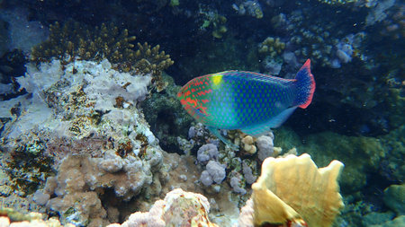 Checkerboard wrasse (Halichoeres hortulanus) undersea, Red Sea, Egypt, Sharm El Sheikh, Nabq Bay