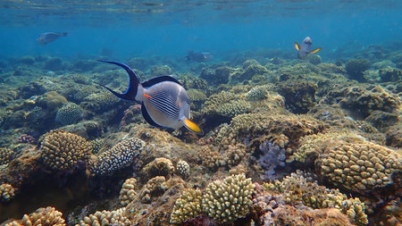 Sohal surgeonfish or sohal tang or arabian surgeonfish (Acanthurus sohal) undersea, Red Sea, Egypt,...