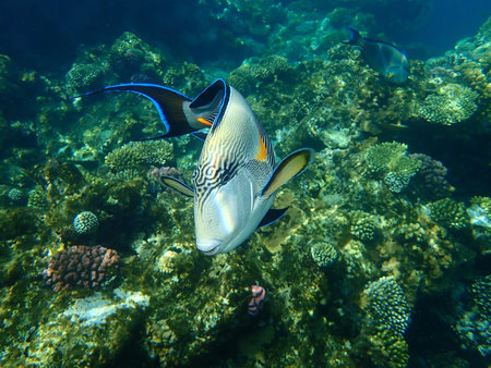 Sohal surgeonfish or sohal tang or arabian surgeonfish (Acanthurus sohal) undersea, Red Sea, Egypt,...