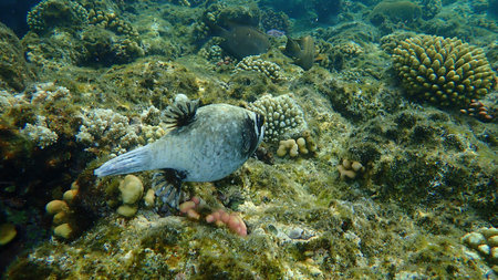 Masked puffer (Arothron diadematus) undersea, Red Sea, Egypt, Sharm El Sheikh, Nabq Bay