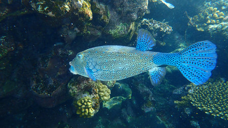 Yellow boxfish (Ostracion cubicus) undersea, Red Sea, Egypt, Sharm El Sheikh, Nabq Bay. Probably a...