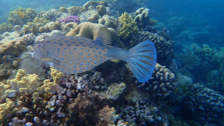 Yellow boxfish (Ostracion cubicus) undersea, Red Sea, Egypt, Sharm El Sheikh, Nabq Bay. Probably a...