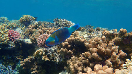 Daisy parrotfish or bullethead parrotfish (Chlorurus sordidus) undersea, Red Sea, Egypt, Sharm El...