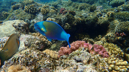 Daisy parrotfish or bullethead parrotfish (Chlorurus sordidus) undersea, Red Sea, Egypt, Sharm El...