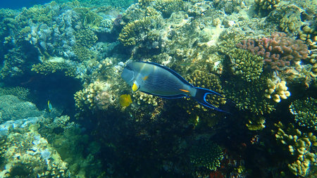 Sohal surgeonfish or sohal tang or arabian surgeonfish (Acanthurus sohal) undersea, Red Sea, Egypt,...