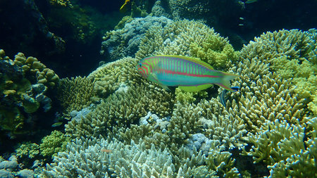 Klunzinger's wrasse or Ruppell's wrasse (Thalassoma rueppellii) undersea, Red Sea, Egypt, Sharm El...
