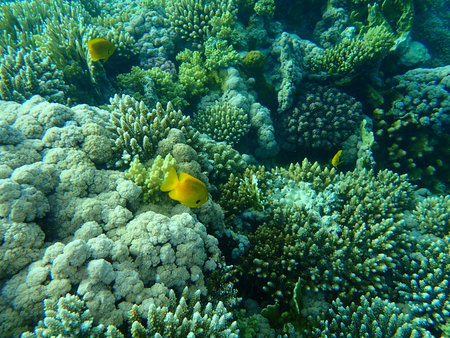 Stunning undersea coral reef view, Red Sea, Egypt, Sharm El Sheikh, Nabq Bay