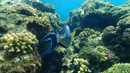 Sohal surgeonfish or sohal tang or arabian surgeonfish (Acanthurus sohal) undersea, Red Sea, Egypt,...