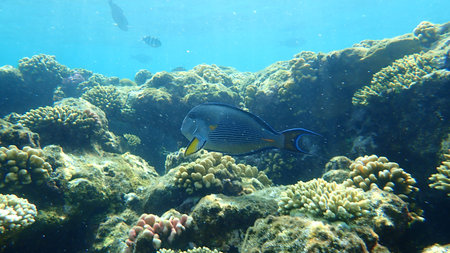 Sohal surgeonfish or sohal tang or arabian surgeonfish (Acanthurus sohal) undersea, Red Sea, Egypt,...