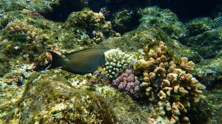 Striated surgeonfish (Ctenochaetus striatus) undersea, Red Sea, Egypt, Sharm El Sheikh, Nabq Bayの写真素材
