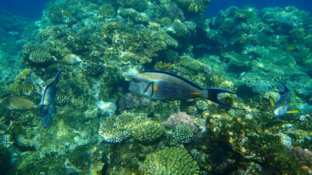 Sohal surgeonfish or sohal tang or arabian surgeonfish (Acanthurus sohal) undersea, Red Sea, Egypt, Sharm El Sheikh, Nabq Bayの写真素材