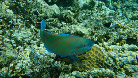 Daisy parrotfish or bullethead parrotfish (Chlorurus sordidus) undersea, Red Sea, Egypt, Sinai, Ras Mohammad national parkの写真素材