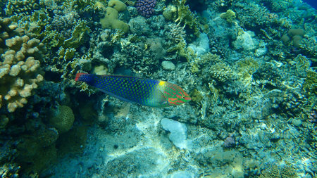 Checkerboard wrasse (Halichoeres hortulanus) undersea, Red Sea, Egypt, Sinai, Ras Mohammad national...