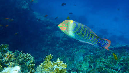 Checkerboard wrasse (Halichoeres hortulanus) undersea, Red Sea, Egypt, Sinai, Ras Mohammad national parkの写真素材