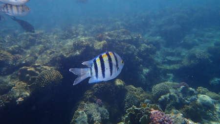 Sergeant major or Indo-Pacific sergeant (Abudefduf vaigiensis) undersea, Red Sea, Egypt, Sharm El Sheikh, Nabq Bayの写真素材