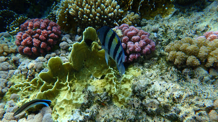 Sergeant major or Indo-Pacific sergeant (Abudefduf vaigiensis) undersea, Red Sea, Egypt, Sharm El...