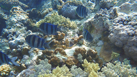 Sergeant major or Indo-Pacific sergeant (Abudefduf vaigiensis) undersea, Red Sea, Egypt, Sharm El...
