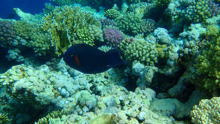 Black parrotfish or swarthy parrotfish, dusky parrotfish (Scarus niger) undersea, Red Sea, Egypt, Sharm El Sheikh, Nabq Bayの写真素材