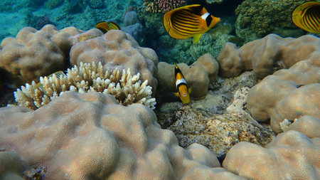 Diagonal butterflyfish or Red Sea raccoon butterflyfish (Chaetodon fasciatus) undersea, Red Sea, Egypt, Sharm El Sheikh, Nabq Bayの写真素材