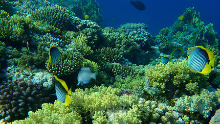 Blackback butterflyfish or black-backed butterflyfish (Chaetodon melannotus) undersea, Red Sea,...