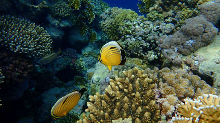 Blacktail butterflyfish or black-tailed butterflyfish or exquisite butterflyfish (Chaetodon austriacus) undersea, Red Sea, Egypt, Sharm El Sheikh, Nabq Bayの写真素材
