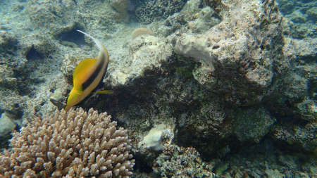 Red Sea bannerfish (Heniochus intermedius) undersea, Red Sea, Egypt, Sharm El Sheikh, Nabq Bayの写真素材