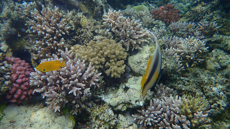 Red Sea bannerfish (Heniochus intermedius) and Sulfur Damsel (Pomacentrus sulfureus) undersea, Red...