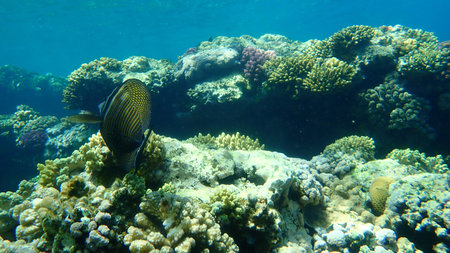 Red Sea sailfin tang or Desjardin's sailfin tang, Indian sail-fin surgeonfish (Zebrasoma...