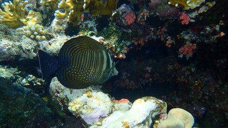 Red Sea sailfin tang or Desjardin's sailfin tang, Indian sail-fin surgeonfish (Zebrasoma...