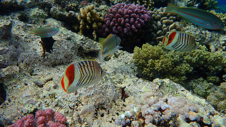 Eritrean butterflyfish or crown butterflyfish (Chaetodon paucifasciatus) undersea, Red Sea, Egypt,...