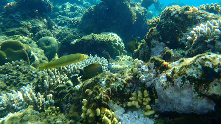 Cigar wrasse (Cheilio inermis) undersea, Red Sea, Egypt, Sharm El Sheikh, Nabq Bay