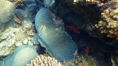 Stony coral Knob coral (Dipsastraea lacuna, originally called Favia lacuna) undersea, Red Sea,...