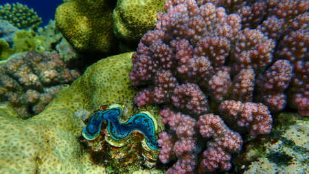 Stony coral rasp coral, or cauliflower coral, knob-horned coral (Pocillopora verrucosa) undersea, Red Sea, Egypt, Sharm El Sheikh, Nabq Bayの写真素材