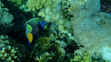 Emperor angelfish (Pomacanthus imperator) undersea, Red Sea, Egypt, Sharm El Sheikh, Nabq Bay