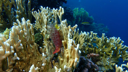 Leopard blenny (Exallias brevis) undersea, Red Sea, Egypt, Sharm El Sheikh, Nabq Bay