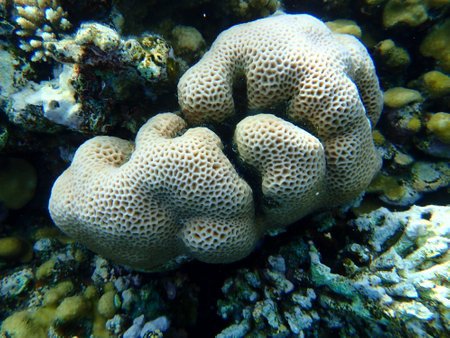 Lesser star coral (Goniastrea edwardsi) undersea, Red Sea, Egypt, Sinai, Ras Mohammad national parkの写真素材