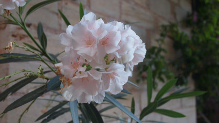 Pacific rhododendron or California rhododendron, California rosebay (Rhododendron macrophyllum),...