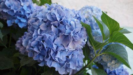 Flower of French Hydrangea or Bigleaf Hydrangea (hortensia) Nikko Blue (Hydrangea macrophylla),...