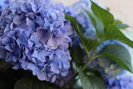 Flower of French Hydrangea or Bigleaf Hydrangea (hortensia) Nikko Blue (Hydrangea macrophylla),...