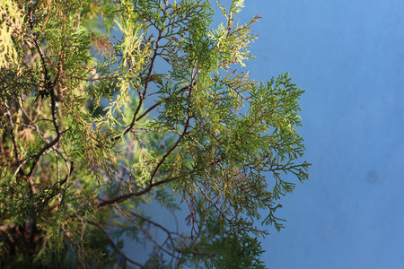 Branch of young cypress tree on blurred blue background, Greece, Halkidiki, Arnaia