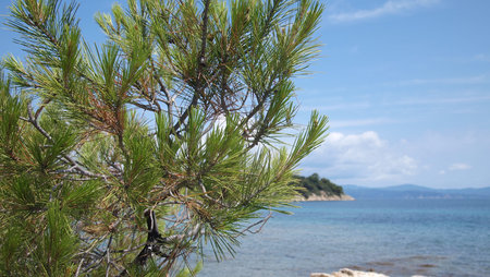 Pine branch on the background of the sky and the Aegean sea, Greece, Halkidikiの写真素材