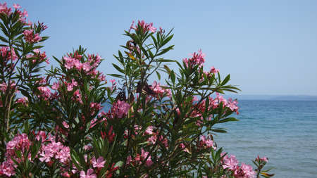Flower of Oleander or Nerium (Nerium oleander) on a sky and sea background, Greece, Aegean sea, Halkidikiの写真素材