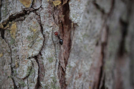 Extreme macro of an ant (Formicidae) on the bark of a treeの写真素材